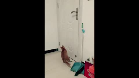 Clever Cat Opens Door by Turning Door Knob