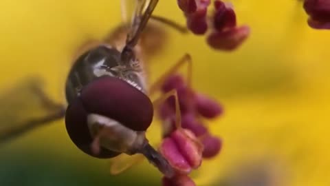 Close Up Video Of Housefly