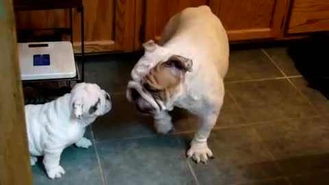 Bulldog Mom and baby playing