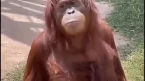 Laugh a Lot With The Funny Moments Of Monkeys 🐵 Funniest Animals Video