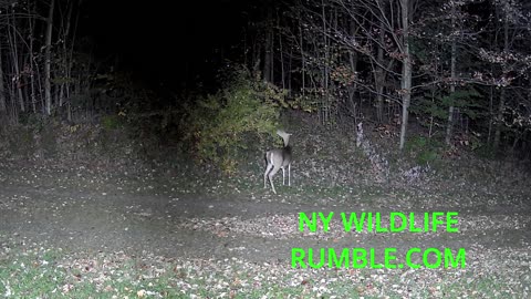 Catskills Deer on Trail Cam