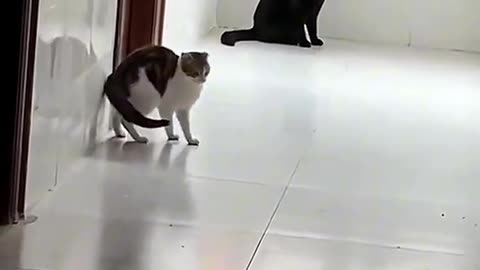 Latest funny cat 😺 video; Very funny 🤣😁
