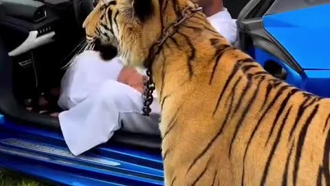 Dubai sheikh playing with his Lion and Cheetah || Dubai life style
