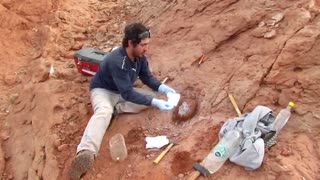 Argentine scientists discover new dinosaur species