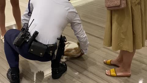 Cat Breaks into Mall For Belly Rubs From Security Guard