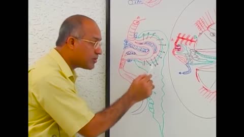 Functions of Kidneys - Physiology and Structure - Dr Najeeb
