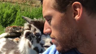 Heated Adorable Argument with Baby Goat