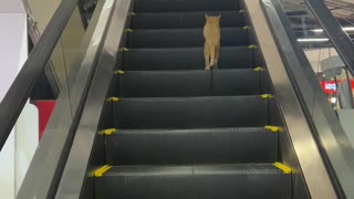 Cat Walks Wrong Way Up Escalator