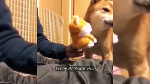 Funny videos and the best funny videos of cats and dogs