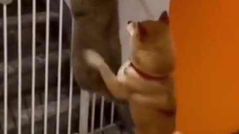 A dog helps a cat jump over a barrier