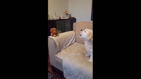 Dog has priceless conversation with mimicking toy dog
