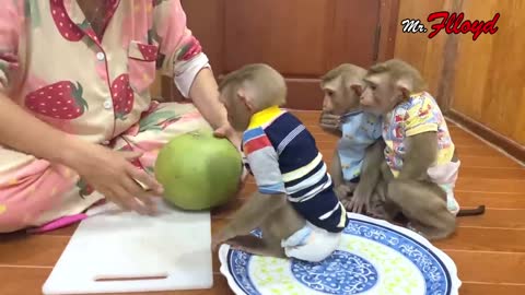 Three monkeys learning how to eat an apple🙊🙈🙉