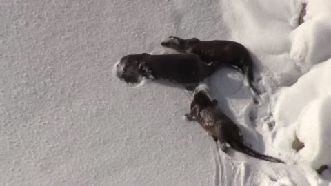 River Otters Love to Play on the Ice