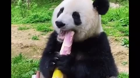 Giant Panda Adorably Gobbles Bamboo