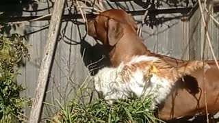 Dog Gently Cleans Garden, Cat Gently Loves Dog