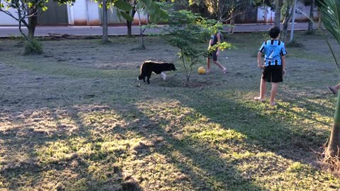 Border collie playing soccer
