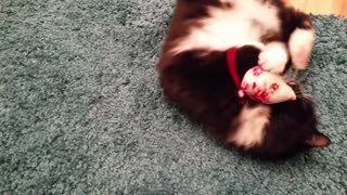 Cat goes bonkers for catnip toy
