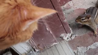 Cat is almost attacked by chipmunk