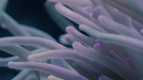 The Sea anemone | Ocean Fish |Deep sea creatures