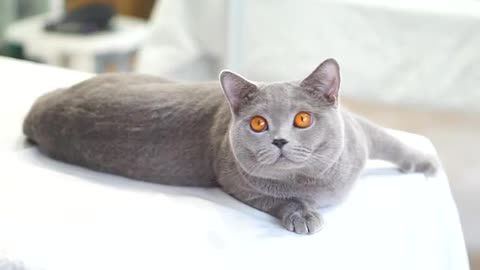 so sweet british shorthair kitten