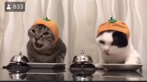 Funny cat eat