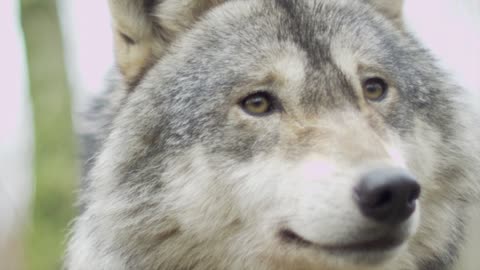 Wildlife of wolf 🐺 🦊 🐺 🦊 🐺 🦊 🐺
