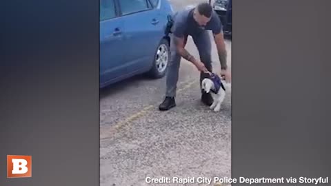 Truly the GOAT! Rapid City Police Test Out DRUG-SNIFFING GOAT