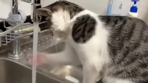 Funny and Cute Cats Videos #128