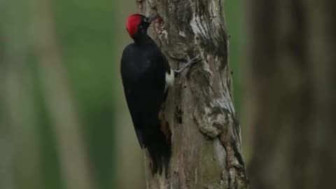 Indian woodpecker