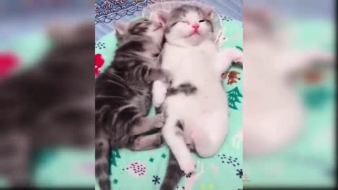 Baby cats cute and fanny cat videos compilation#30
