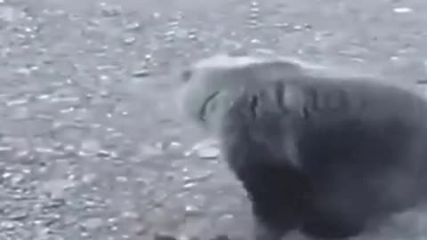see this bear's reaction