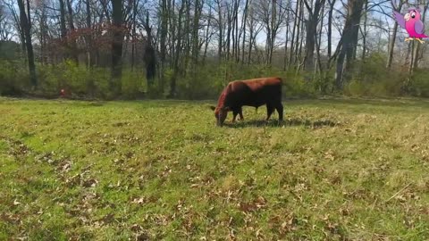 COW VIDEO 🐮🐄 COWS MOOING AND GRAZING IN A FIELD 🐄🐮