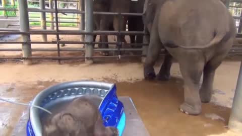 Baby elephant playing with her mother in a basin of water