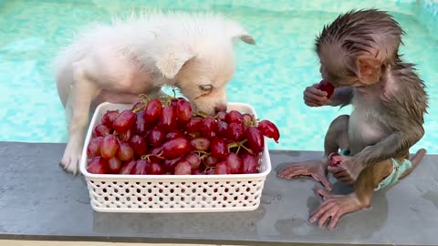 Baby Monkey Chu Chu harvests fruit on the farm and eats it with puppy and ducklings