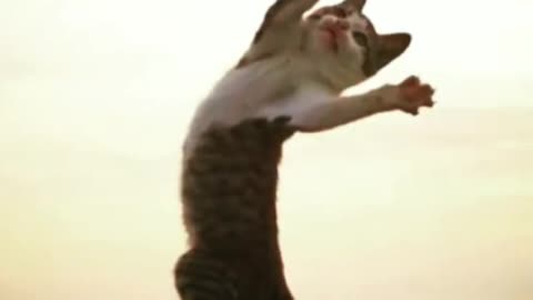 Kungfu cat 😍
