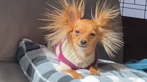 Eevee the Long-Haired Chihuahua with Static Ear Hair