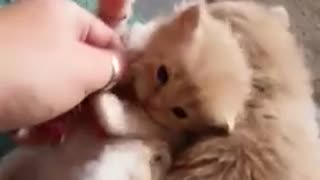 Adorable video of baby Toffee cat and his sister Fudge playing