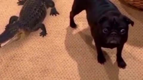 Pug's Close Encounter