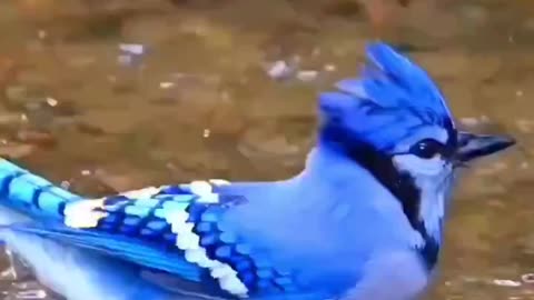 "Blue Jay Splashdown: The Delightful Bathing Habits of These Vibrant Birds"