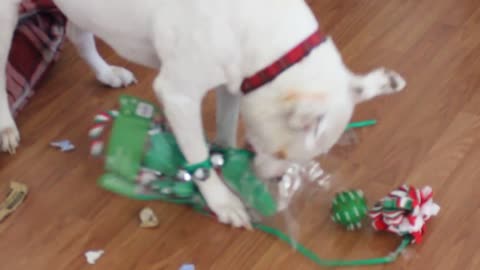 Super excited dog thrilled to open Christmas present