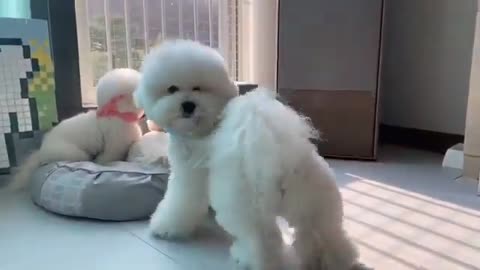 Funny Dog | Funny puppy