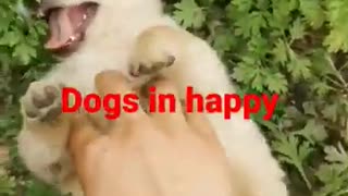Happy dog 🐕