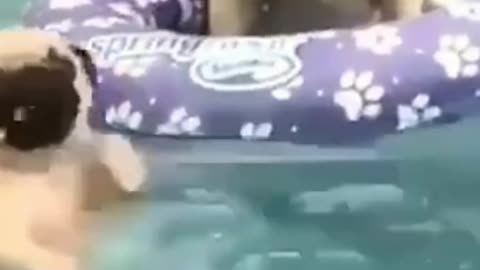 Sweet dog puppy in swimming pool 🏊 how to teach a dog to swim 🐶