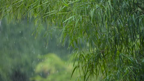 40 Minute Rain Soundscape: Relaxing Rainfall Audio with Gradual Fade Out