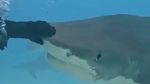 Tiger Shark enjoys a nose rub at Tiger Beach