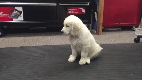 Smart Puppy Learns New Commands Quickly