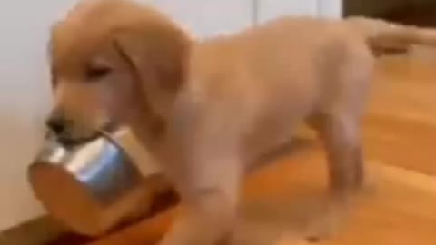 Hungry baby 🐕🐕 Dog.... Shorts funny video