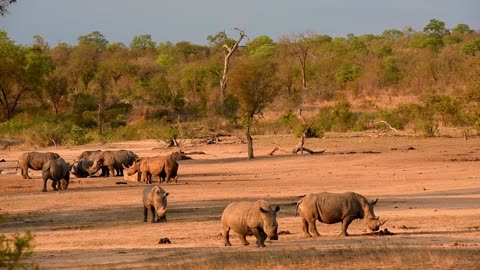 Rhinos in the savannah