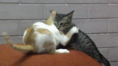 Adorable kitten fight