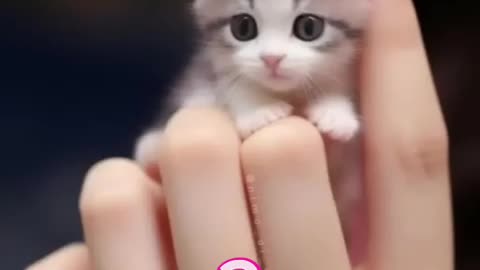 Cat amazing video,small funny cat,pussy